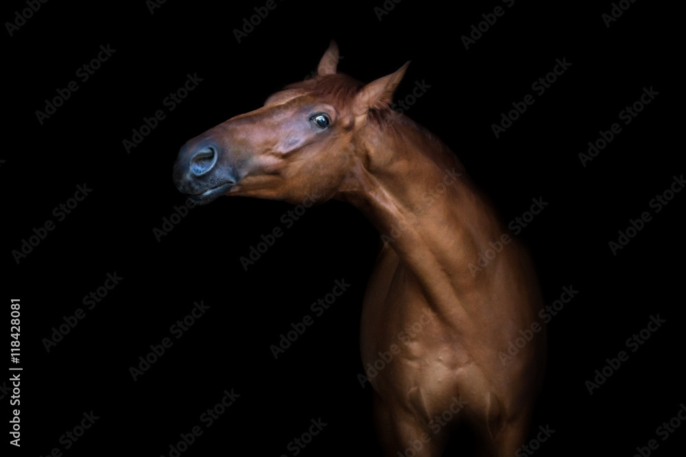 Fototapeta premium Beautiful red horse portrait isolated on black background