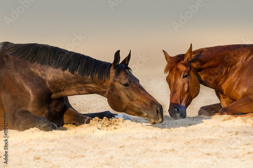 Photography Two beautidul horse rest in sand