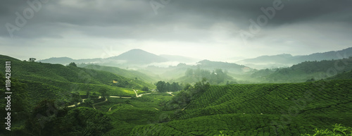 Scenery of tea plantation in Cameron Highland, Malaysia. photo