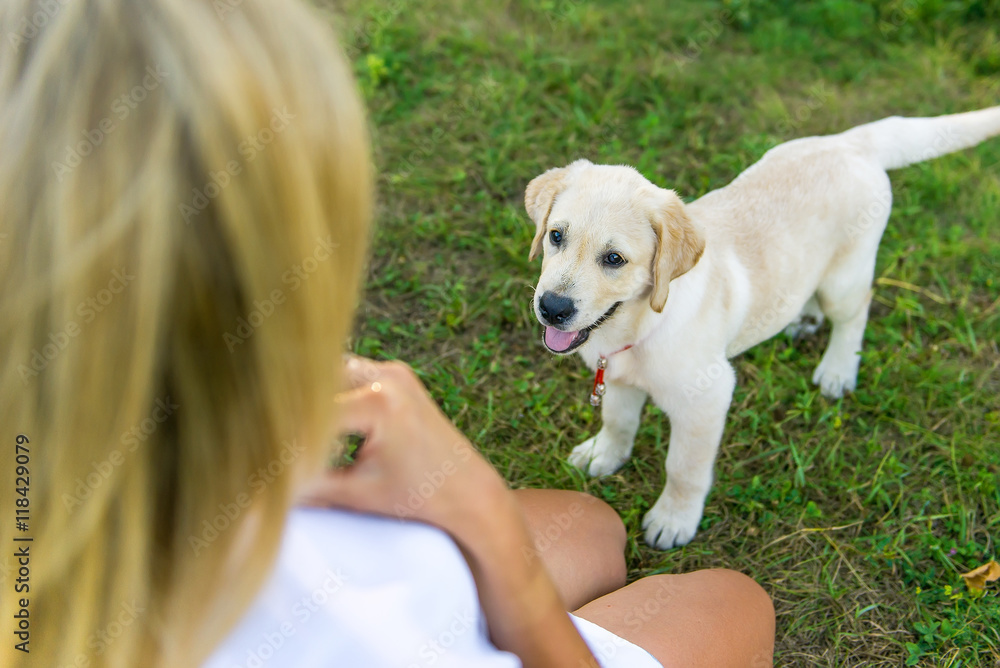 dog walking with a girl dog walking with a girl
