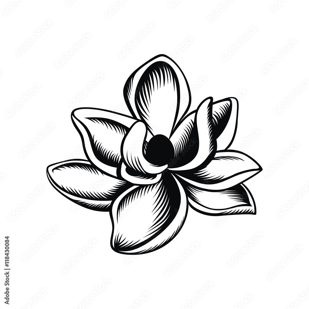 Naklejka premium Magnolia illustration vector