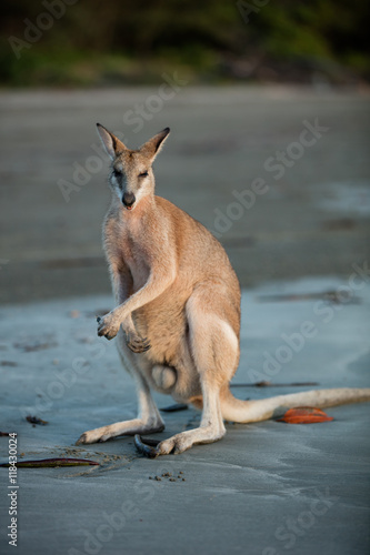 Wallaby on the Beach at Sunrise.