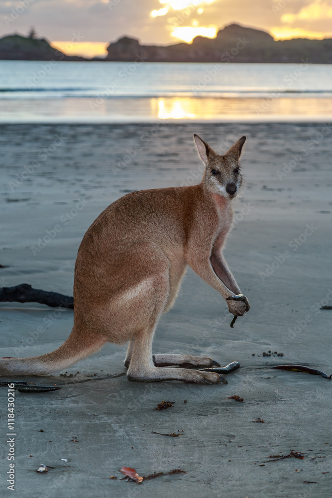 Wallaby on the Beach at Sunrise.