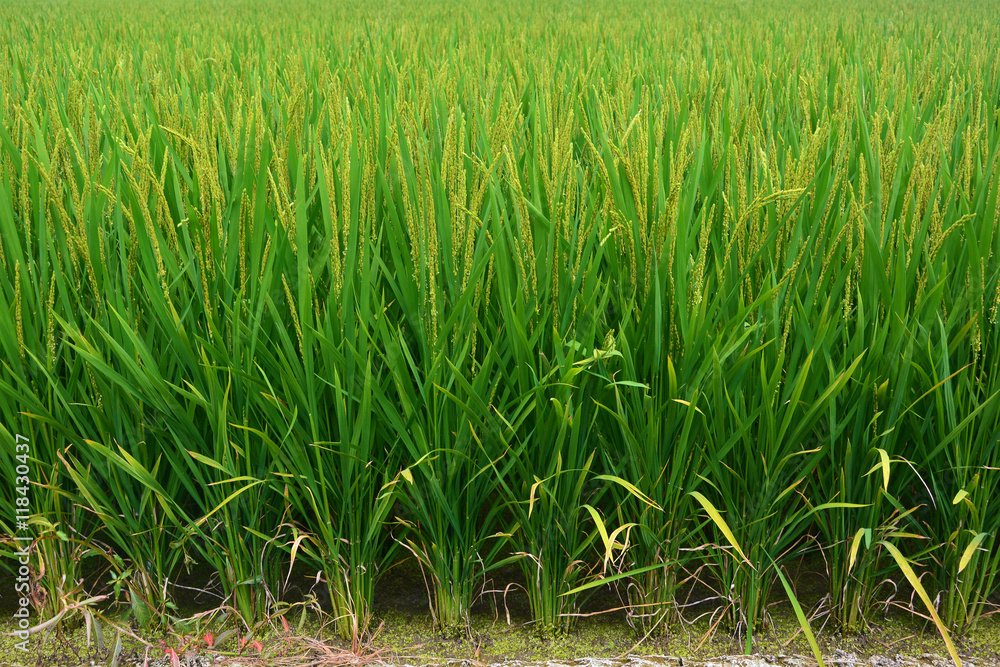 Fresh terraced rice field Fresh terraced rice field