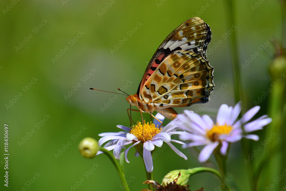 Fototapeta premium Orange butterfly on flower