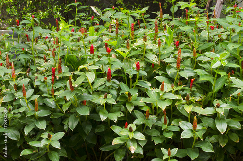 Songkhla head or ginger Costus speciosus of Thailand photo