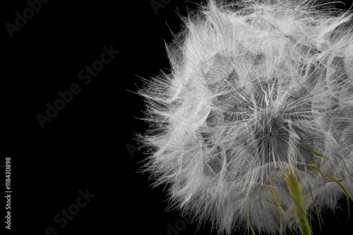 dandelion .Black background.Closeup .Free space