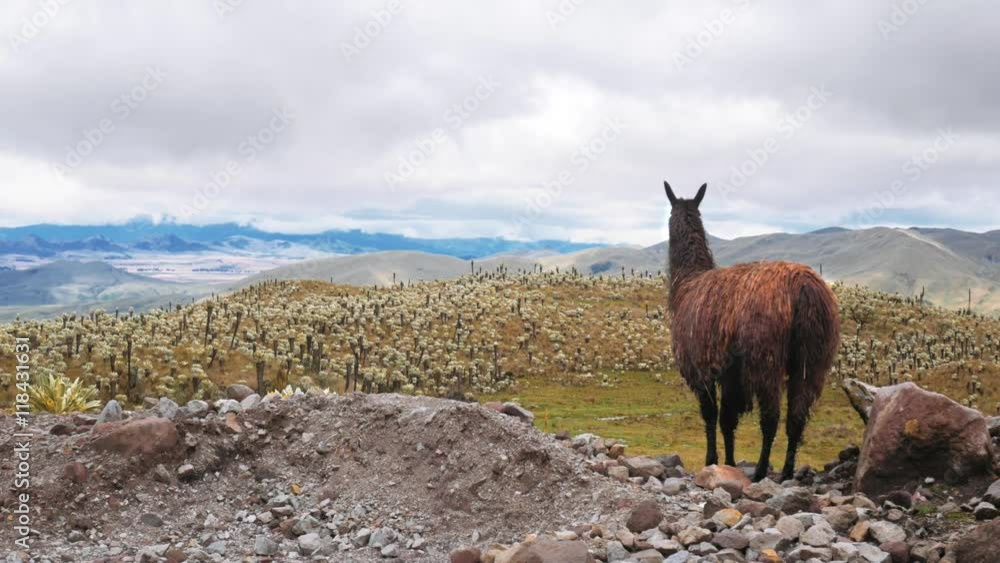 Llama standing on the highland of the cordillera of the andes in Ecuador. 4k