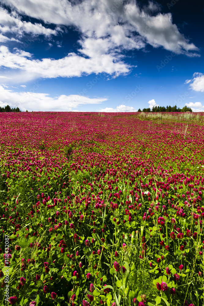 Red Feather - Trifolium Rubens Field with Blue Sky and Clouds. Jelitto Perennial Feeld.