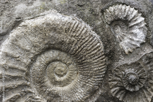 Fossil Ammonite Stone Background