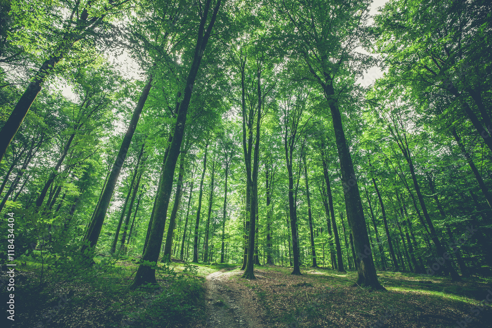 Obraz premium Drzewa w lesie z zielonymi liśćmi