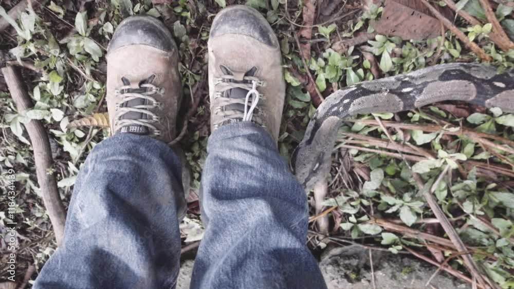 Boa constrictor crawls to the leg of construction worker immobilized by fear Boa constrictor crawls to the leg of construction worker immobilized by fear
