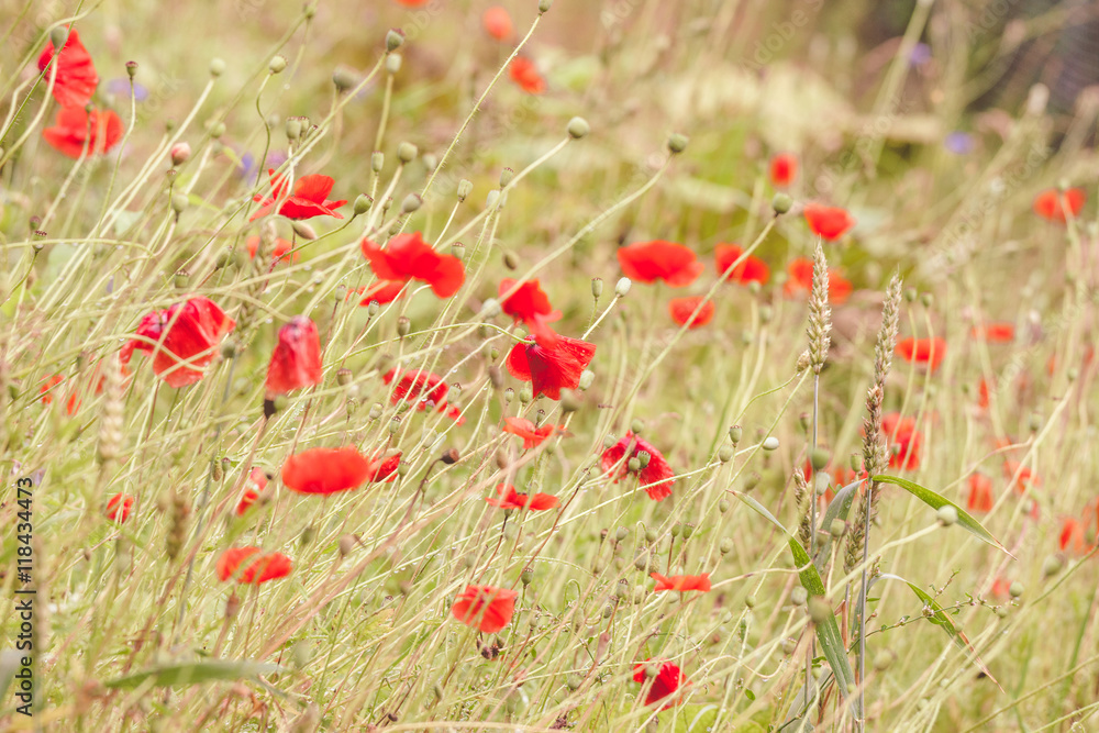 Naklejka premium Poppy flowers on a meadow