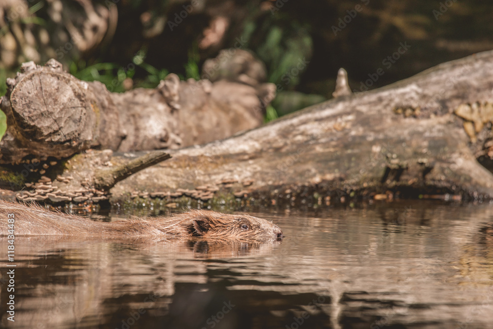 Beaver swimming in a lake in Canada Beaver swimming in a lake in Canada