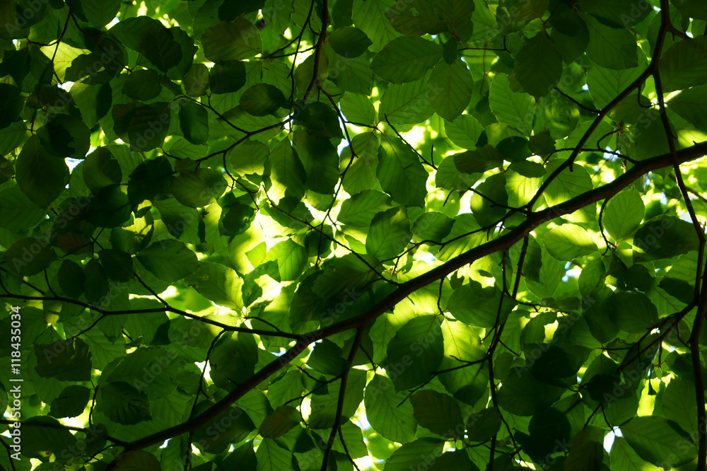 green beech tree leaves green beech tree leaves