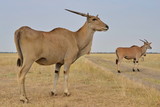 wild animals, rare animals in their natural environment, Eland, antelope, Askania-Nova, Safari, photosafari