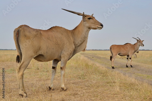 wild animals, rare animals in their natural environment, Eland, antelope, Askania-Nova, Safari, photosafari © brokkoli777