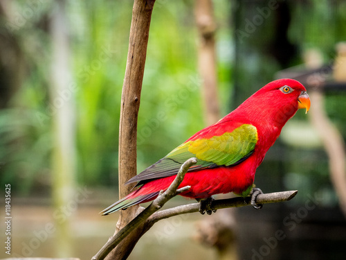 Fotografija beautiful Chattering red Lory (Lorius garrulus) at tree top