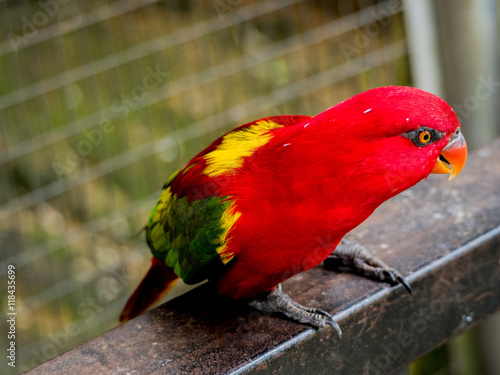 beautiful Chattering red Lory (Lorius garrulus) at tree top photo