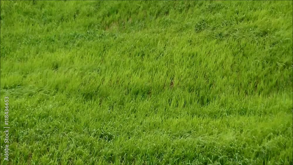 Green Grass Blowing Slowly in the Wind Green Grass Blowing Slowly in the Wind