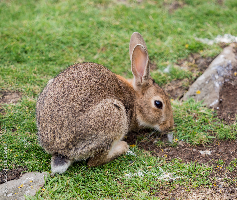 Wild rabbit grazing on grass on the island of Lunga, Inner Hebrides, Scotland, UK Wild rabbit grazing on grass on the island of Lunga, Inner Hebrides, Scotland, UK
