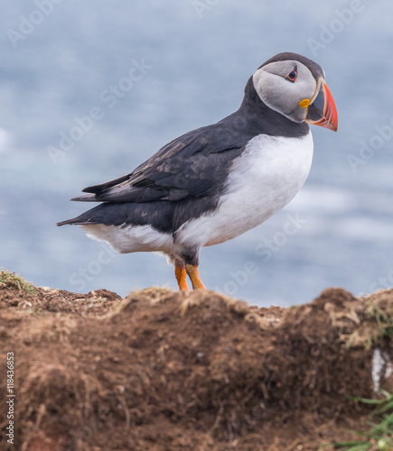 Atlantic puffins guarding their chicks in the nest on the isle of Lunga, Inner Hebrides, Scotland, UK