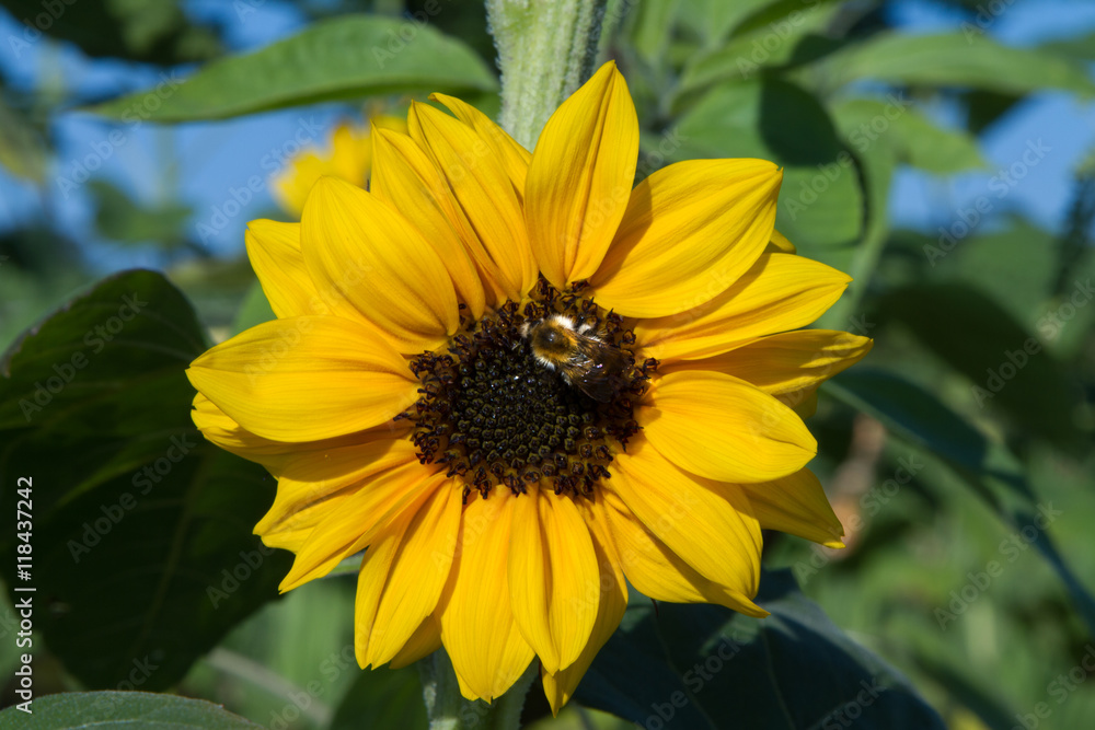 Sonnenblume mit Biene Sonnenblume mit Biene