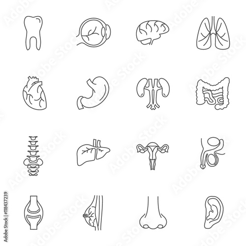 Human Organs Thin Lines Icon Set. Vector