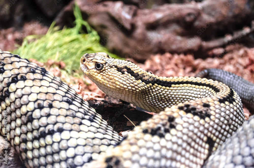 Obraz premium Closer look,large with black and yellow spots,rattlesnake