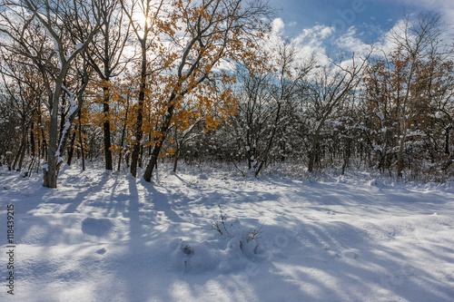 snowdrifts in the winter woods on a sunny day
