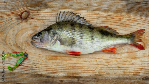 Freshly cathing perch(bass) laying on old wooden background with