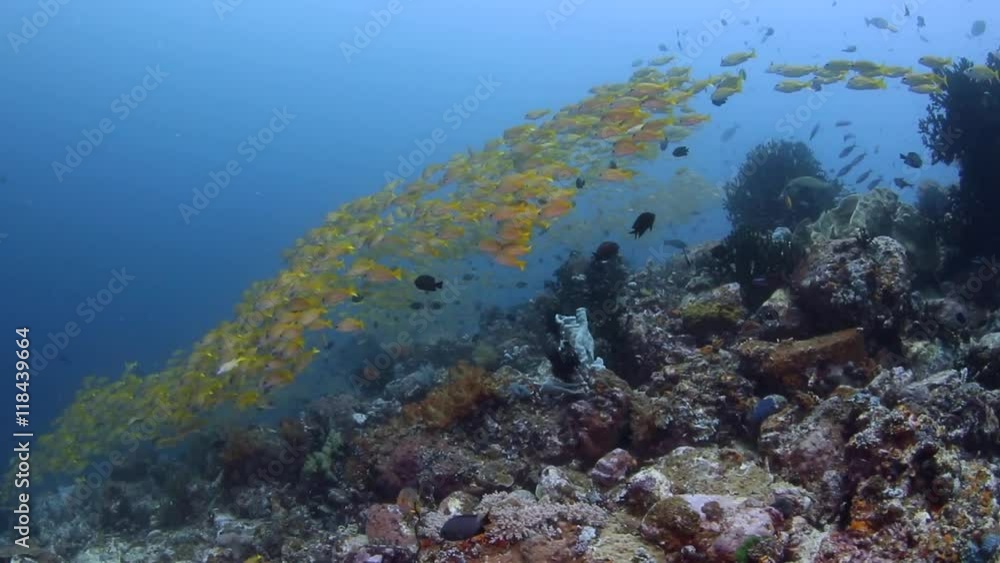 Schooling fish Reefscene in Bangka, Indonesia Schooling fish Reefscene in Bangka, Indonesia