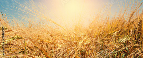 golden field of wheat and sunny day. Ear wheat or rye close up. rich harvest concept. use as background