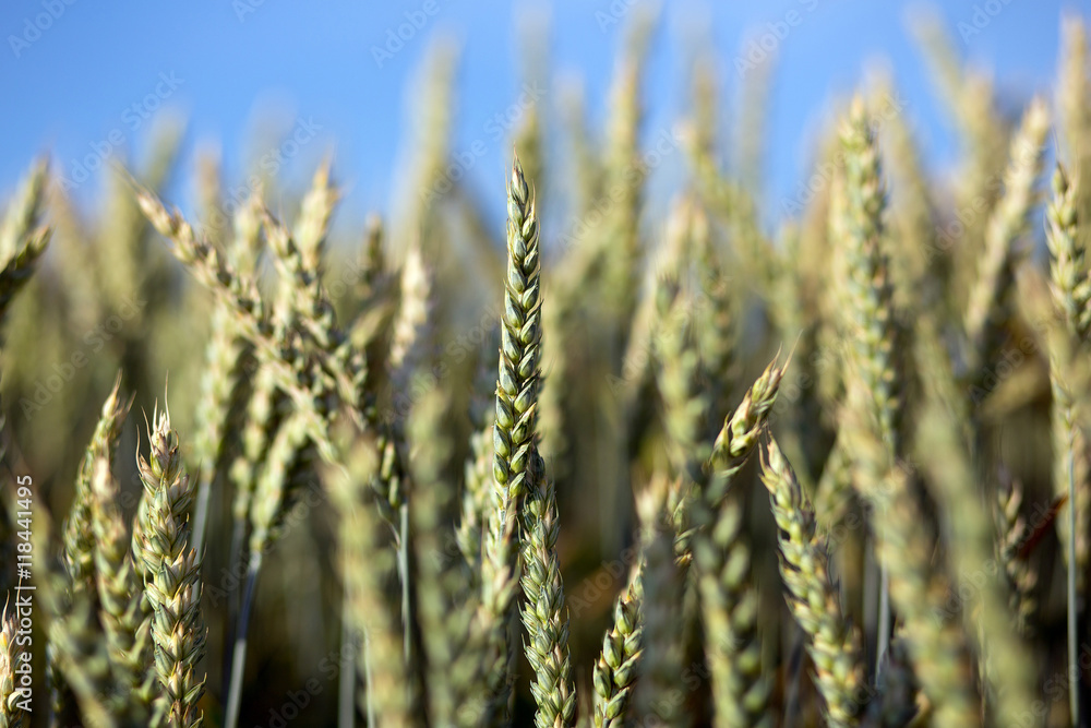 green ears of wheat or rye, close up. on the perfect blue sky background