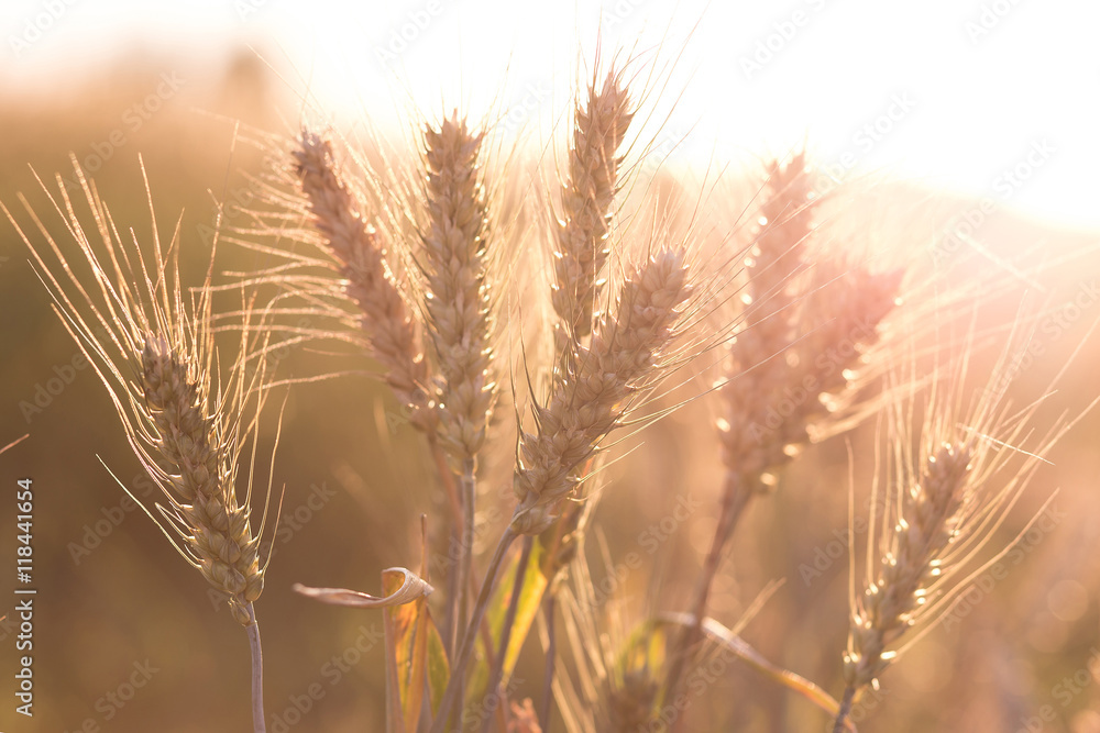 golden spikelets of wheat or rye, close up in sunny day. majestic rural landscape. soft light effect
