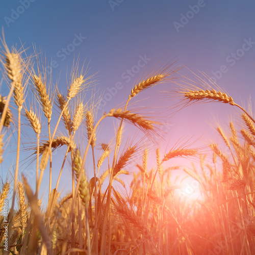abstract background. Wheat field. golden ears of wheat or rye on the field in sunlight