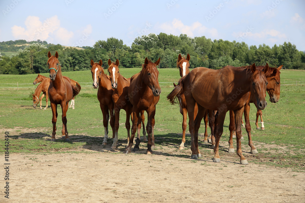 Green landscape with grazing horses on meadow near farm Green landscape with grazing horses on meadow near farm