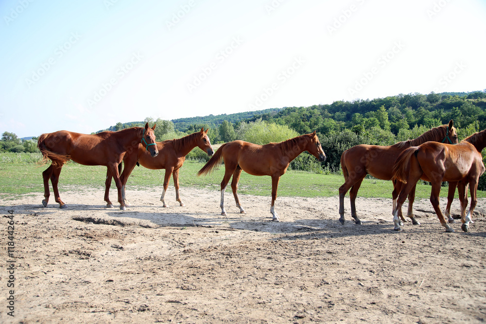 Grassland with purebred grazing horses in summer pasture Grassland with purebred grazing horses in summer pasture