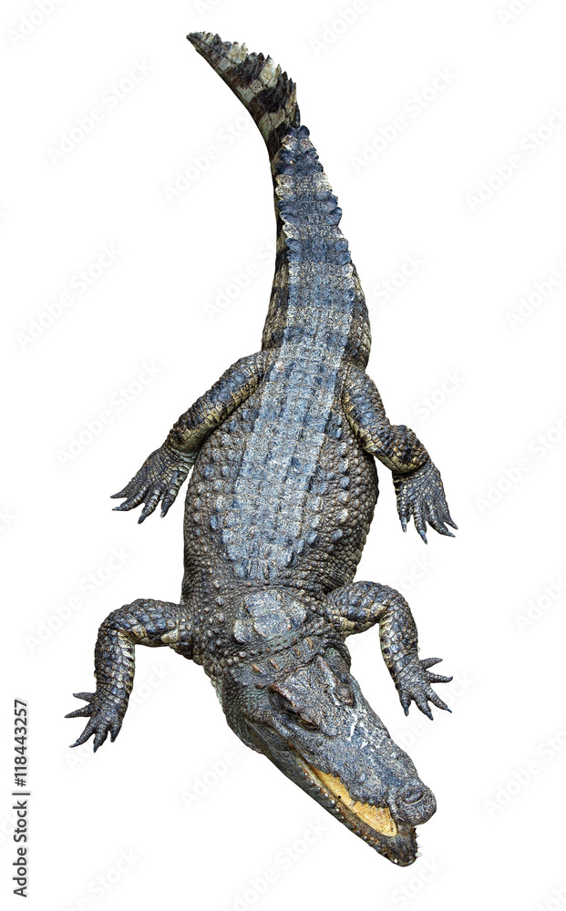Naklejka premium Asian crocodile isolated on white background.