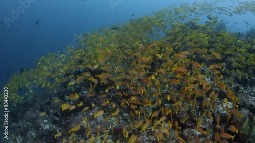 Schooling yellow fish on a reef in Bangka Island/Indonesia photo