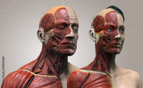 Human anatomy background , male and female , muscle anatomy of the face neck chest and shoulder ,realistic 3D rendering in black and whit
