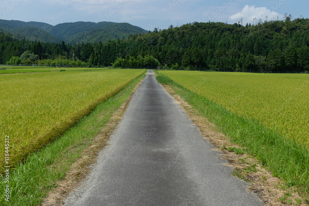 田んぼに伸びる農道の様子