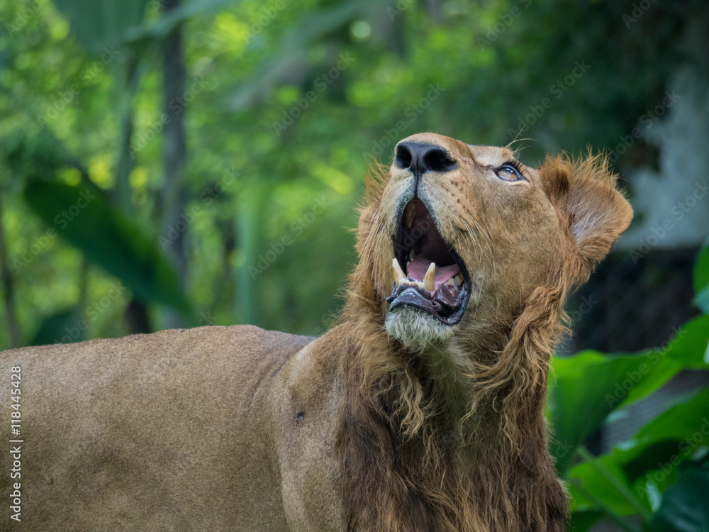 Obraz premium Close-up shot of roaring lion