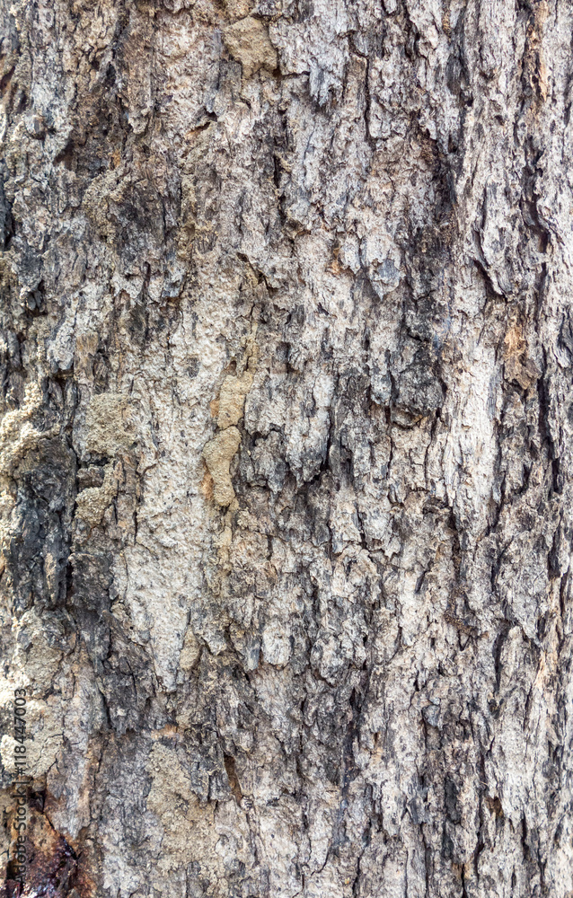 Close up tree bark texture background Close up tree bark texture background