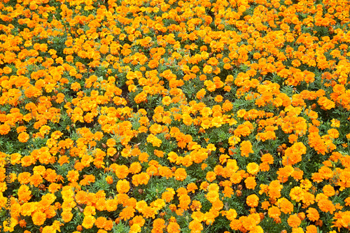 Lots of yellow decorative flowers in garden