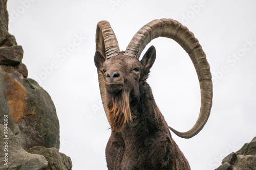 One great Siberian ibex photo
