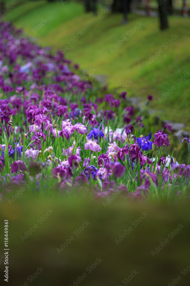 Fototapeta premium 花菖蒲