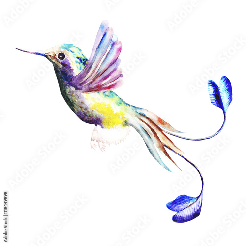 Hummingbird Isolated On White Background  Watercolor Art