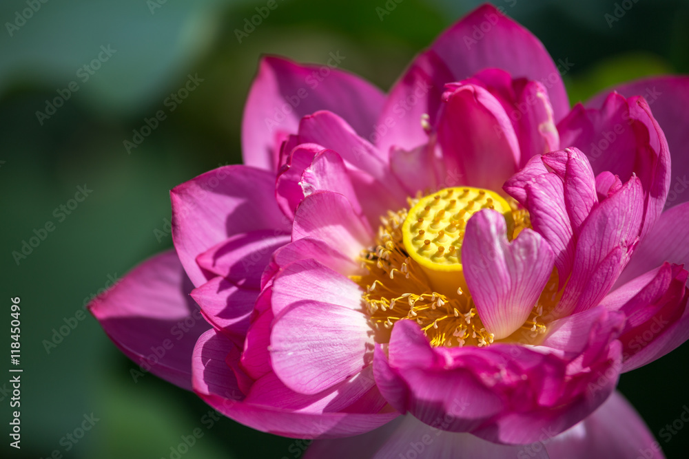 蓮の花 蓮の花