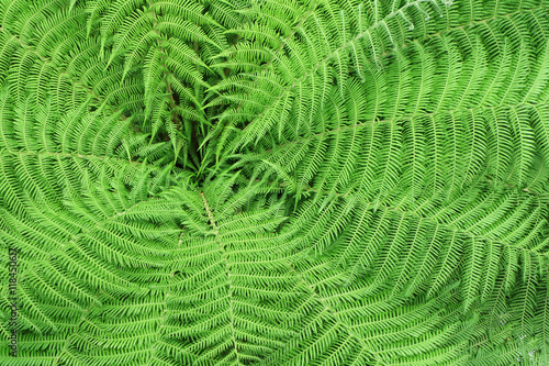 Pattern of fern leaves